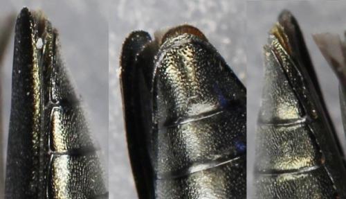 Réf. 257 264 : Agrilus viridis